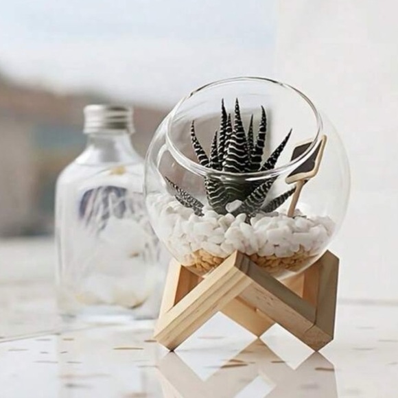 🌵 Cactus/ Succulent/Air Plants Glass Planter with Wooden Stand - Picture 4 of 9